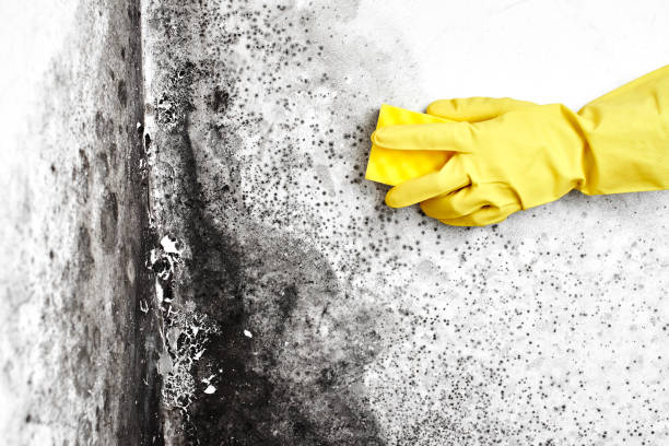 Best Air Quality Testing for Mold Spores  in Hawthorne, NV